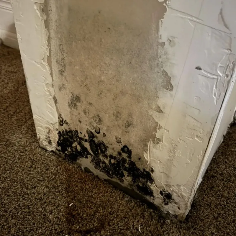 Professional Mold Removal in Knox County, TN